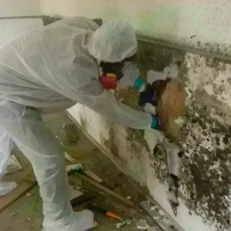 Mold Remediation and Removal in Santa Paula, CA